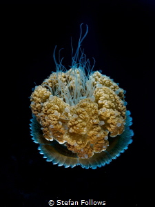 Interstellar

Jellyfish - Thysanostoma thysanura

Sai... by Stefan Follows 